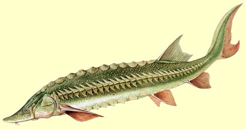L'esturgeon est un poisson carnassier de nos rivières françaises. Pêche 82, toute la pêche dans le Tarn et Garonne.