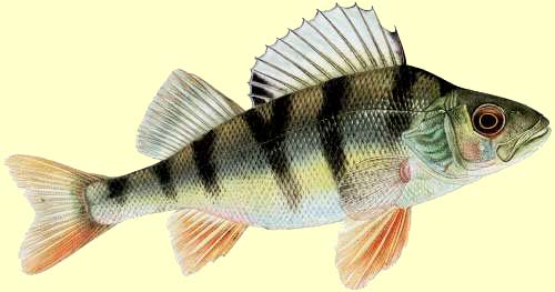 La perche est un poisson carnassier très courant dans nos rivières françaises. Pêche 82, toute la pêche dans le Tarn et Garonne.