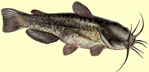 Le poisson chat est un poisson carnassier très courant dans nos rivières françaises. Pêche 82, toute la pêche dans le Tarn et Garonne.